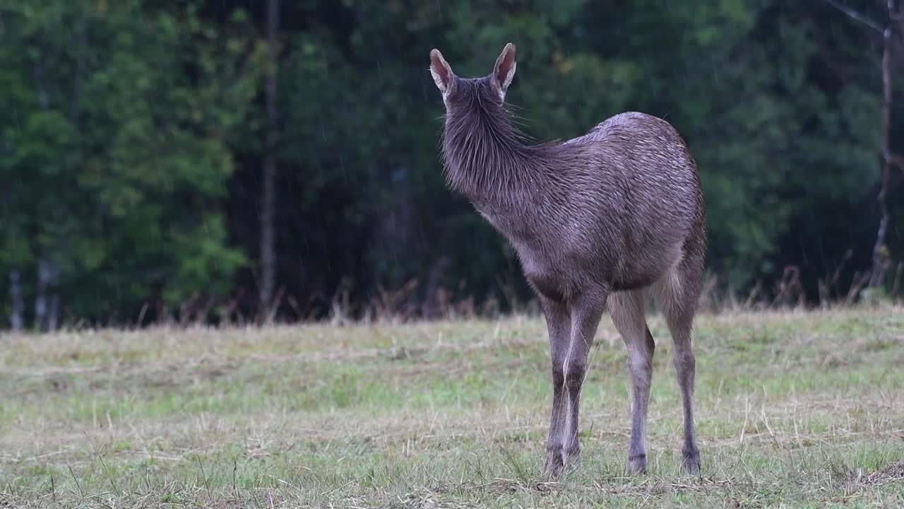 el ciervo sambar es una especie vulnerable debido a la pérdida de hábitat y la caza