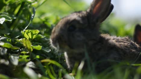 a cute little bunny eating grass and leaves on a sunny day