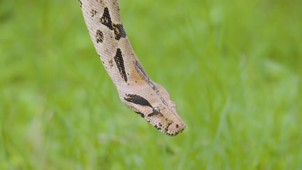A boa constrictor wrapped tightly around a tree branch in its natural jungle habitat. Shot in daylight with shallow depth of field, showing detailed snake patterns and tropical environment