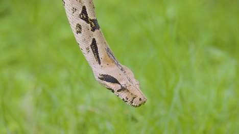 a boa constrictor wrapped tightly around a tree branch in its natural jungle habitat. shot in daylight with shallow depth of field, showing detailed snake patterns and tropical environment