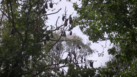 muchos murciélagos durante el día colgando de los árboles australia gippsland victoria maffra cámara lenta