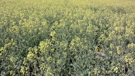 Panning-shot-showing-a-field-of-rapeseed-plant-with-yellow-flower,-bright-sunny-daylight