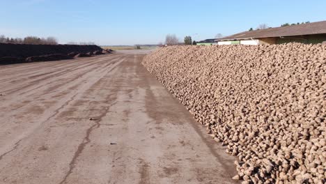 Large-Pile-Of-Sugar-Beets-Used-For-Sugar-Production---Drone-shot