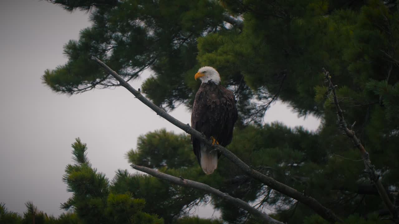 Beautiful Bald Eagle in American Wilderness - 4K Nature