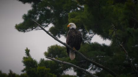 hermoso águila calva en el desierto americano - 4k naturaleza