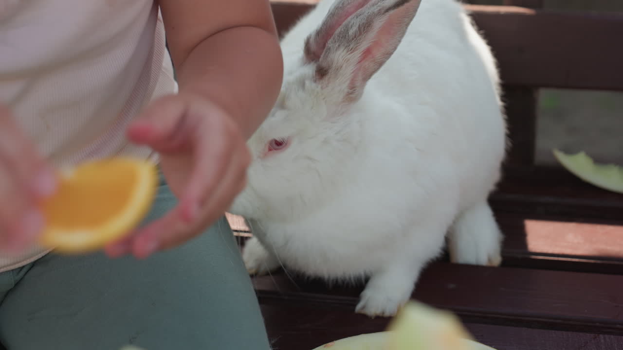 Rabbit Examines Fruit, Child Gestures Near White Rabbit, Child And White Rabbit Interact By Wooden Slats And Melon, Young Child Points At White Rabbit Near Wooden Slats And Sliced Melon