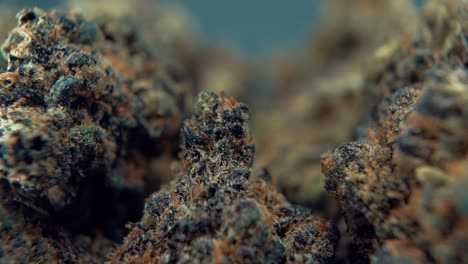 una toma macro cinematográfica detallada de una planta de cannabis, variedades híbridas de naranja, indica y sativa, flor de marihuana púrpura, en un soporte giratorio, super cámara lenta, 120 fps, full hd, iluminación de estudio