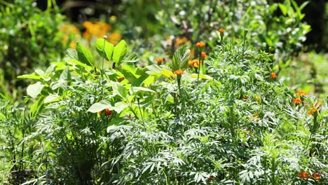 various plants basking in bright sunlight