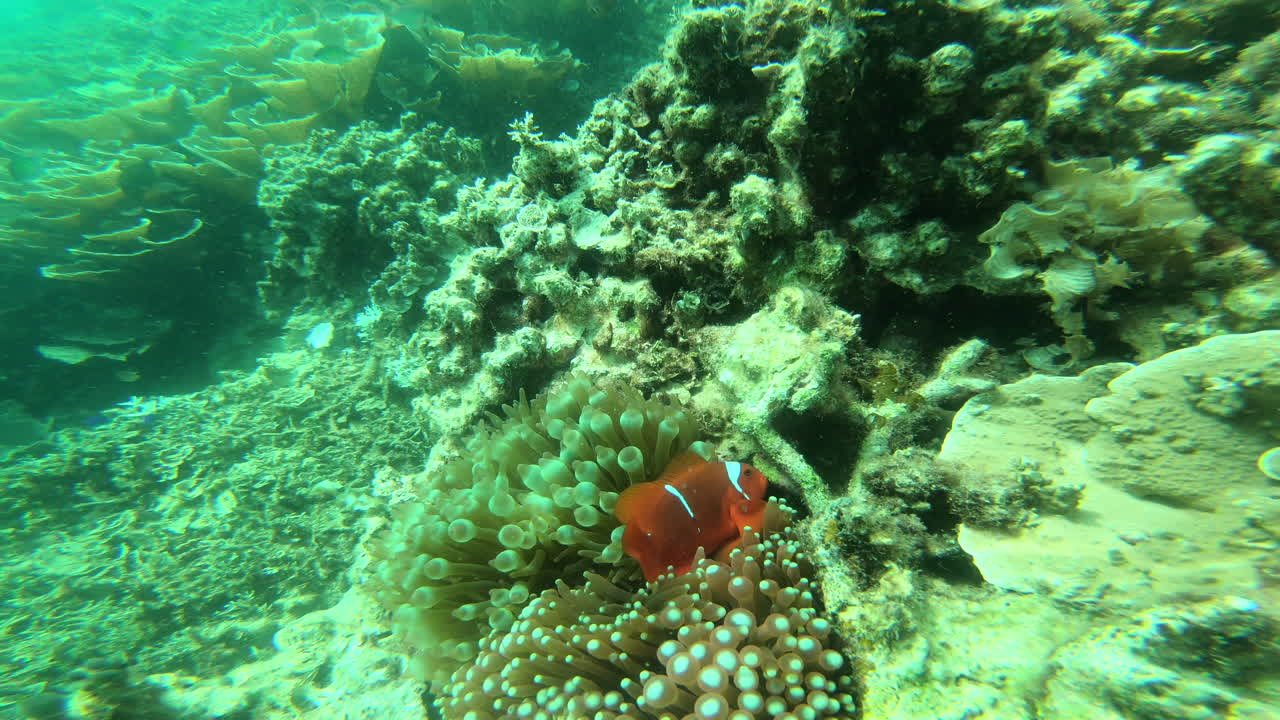 pez payaso en un arrecife de coral