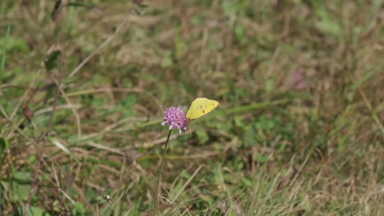 Farfalla gialla Colias Hyal su un fiore in estate