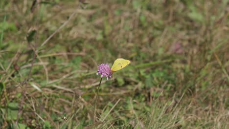 yellow butterfly colias hyal on flower in summer