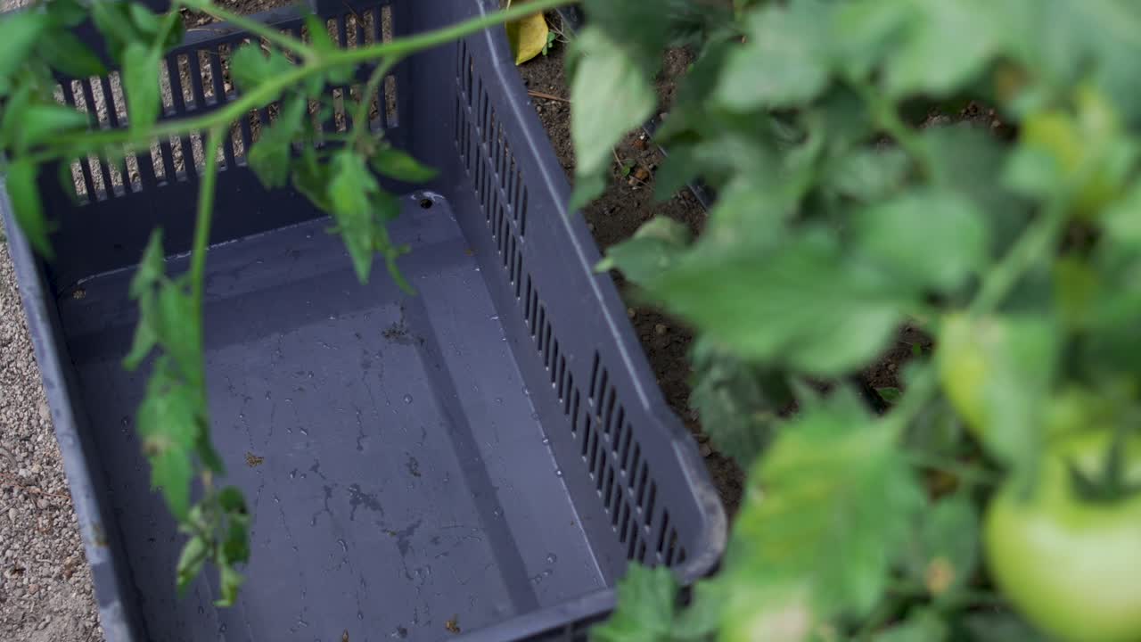 Rural Latin Farmer Collecting Fresh Tomatoes, Sustainable Agriculture in Latin America