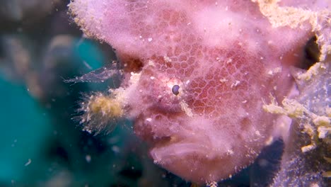 purple spotfin frogfish hides camouflaged ambush prey on soft tropical coral