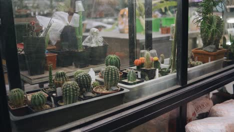 in a special chamber in the botanical garden, various cacti grow under the supervision of gardeners. the camera shoots in motion