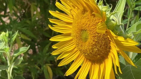 Bright-yellow-sunflowers-in-field