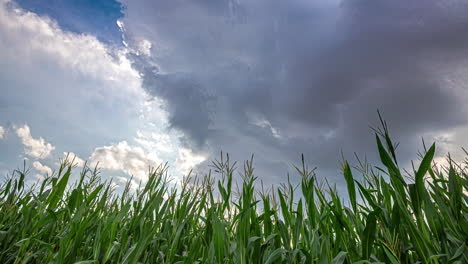 Dark-thunder-clouds-covering-sky-above-corn-field,-time-lapse-view