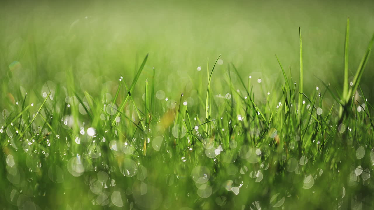 Macro shot of dew on grass
