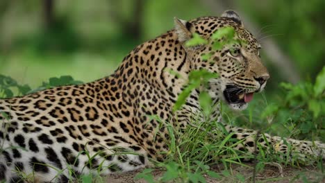 african leopard panting and falling asleep in the african wilderness