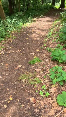 un paseo sereno a través de un paisaje de bosque exuberante