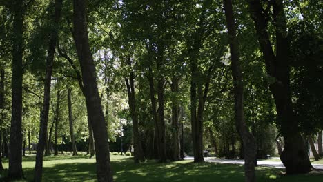 Una-Escena-Pacífica-Del-Parque