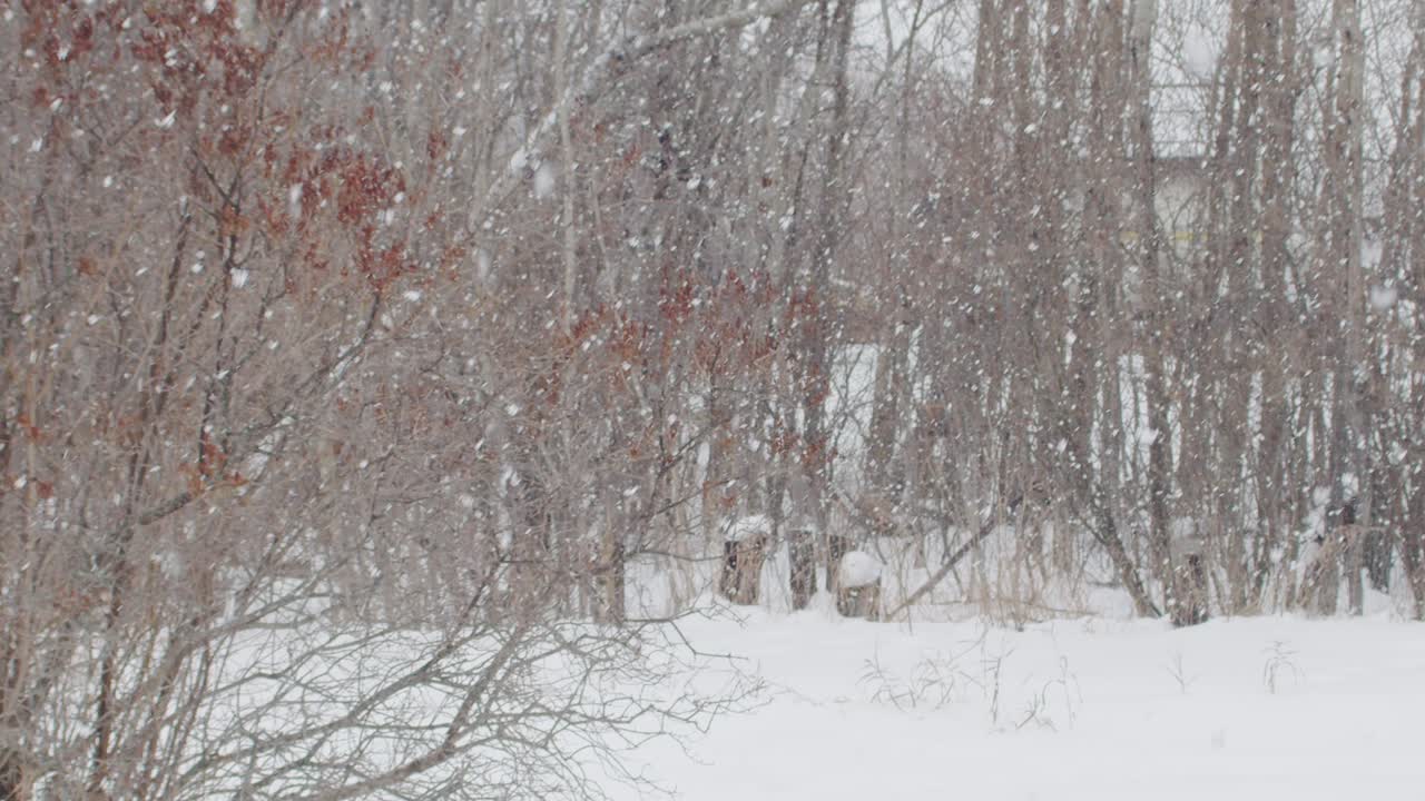 일부 나무 앞에 떨어지는 큰 솜털 눈송이의 slomo