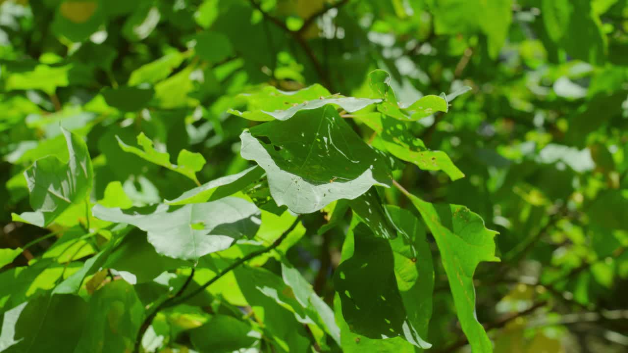 곤충의 물림을 느리게 검사합니다.