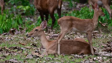 the eld's deer is an endangered species due to habitat loss and hunting