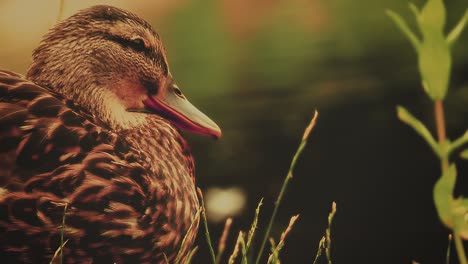 duck standing close to the river closeup full shot