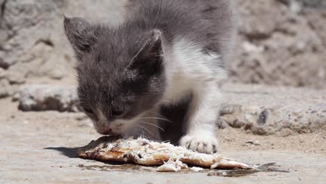 Experience-Essaouira's-charm-through-a-playful-cat's-eyes