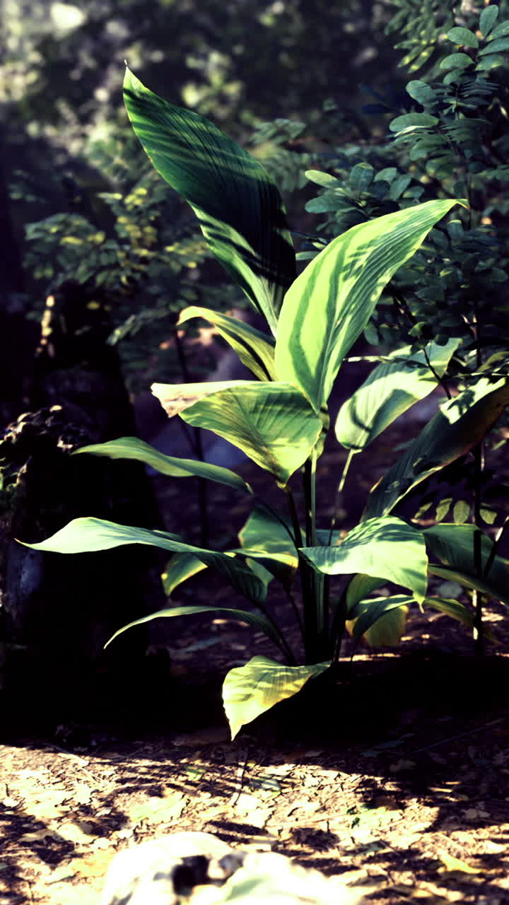 Lush green plants thrive among rocks in a vibrant forest setting