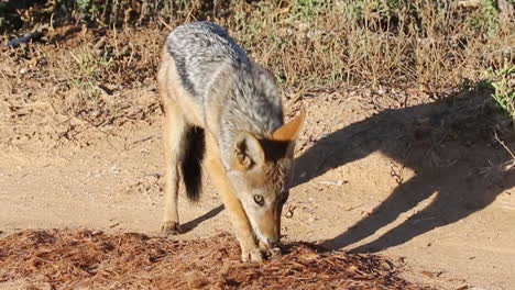 un chacal de lomo negro alimentándose en el suelo en el parque nacional de elefantes addo, sudáfrica - cerrar