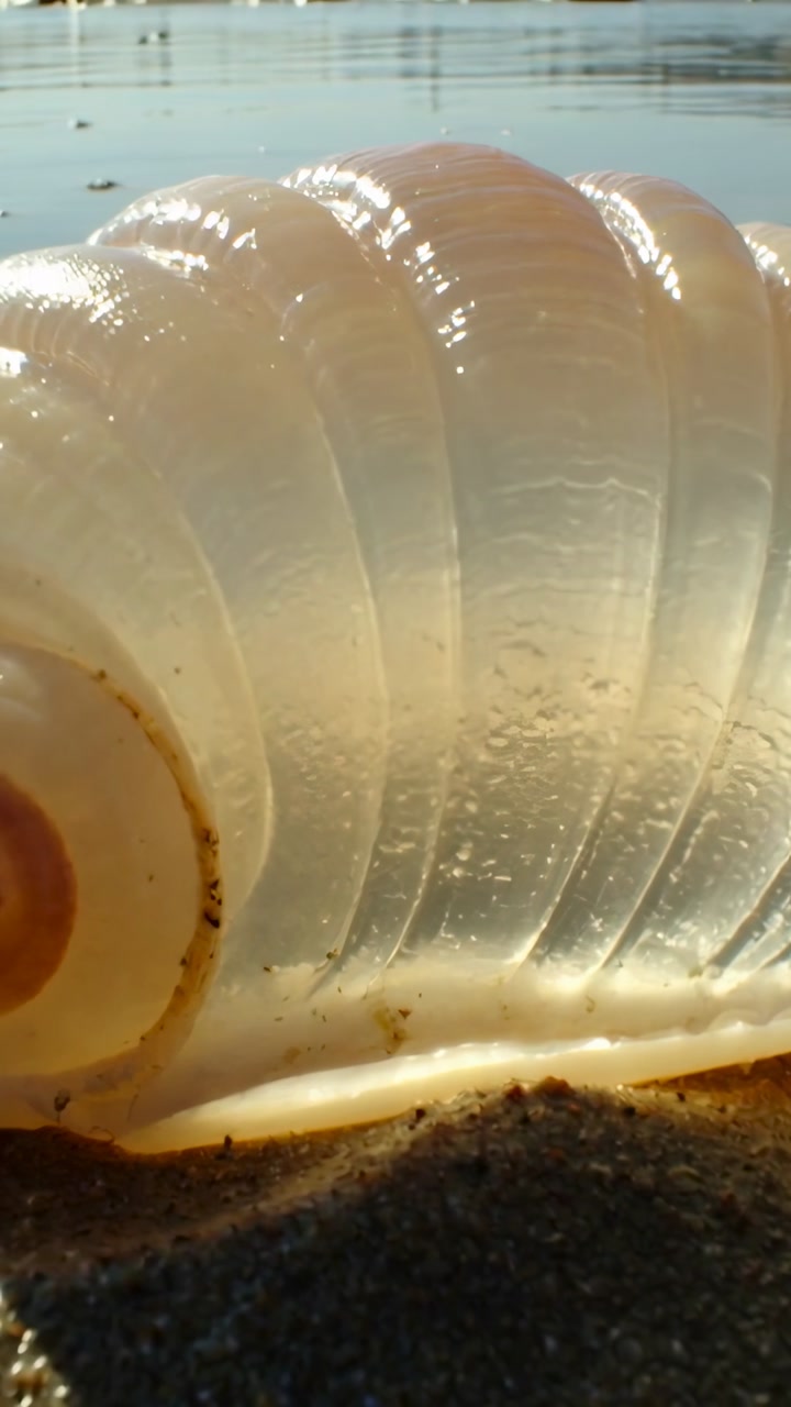 Vertical video: Panning camera revealing large translucent seashell on wet sand, showing sheen