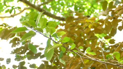 grey headed tanager bird jumping on tree branch during light breeze