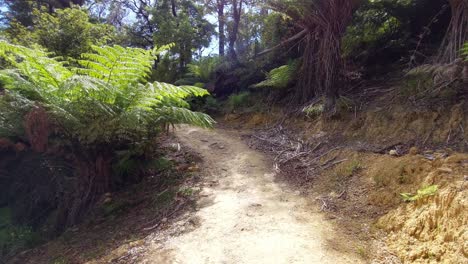 una perspectiva en primera persona de caminar por la pista de la reina charlotte en la isla sur de nueva zelanda