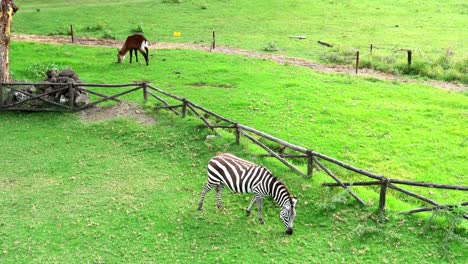 zebra and waterbuck antelope grazing seen from the hotel room balcony