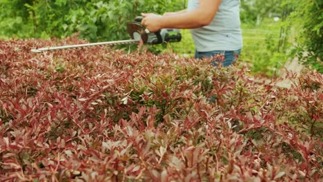 gardener trimming hedge in green park with electric trimmer for hedge. worker shaping bushy fence in the garden. cutting shrub plant with orange electric trimmer in the backyard.