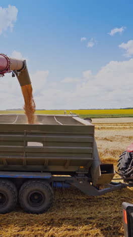 overloading grain into tractor trailer. tractor with trailer working in tandem alongside a working combine harvester discharging grain from uploader. vertical video