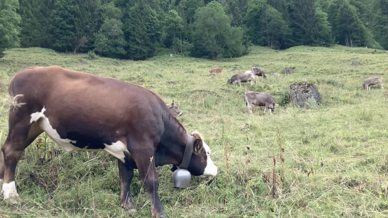 las vacas con cencerros de perlas pastan en el prado de las montañas