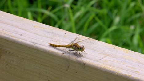 a dragonfly perches on a fence