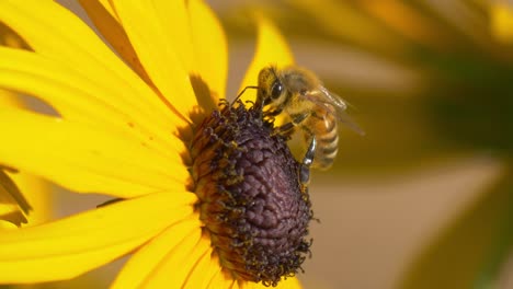 una abeja extrayendo néctar de un girasol - de cerca
