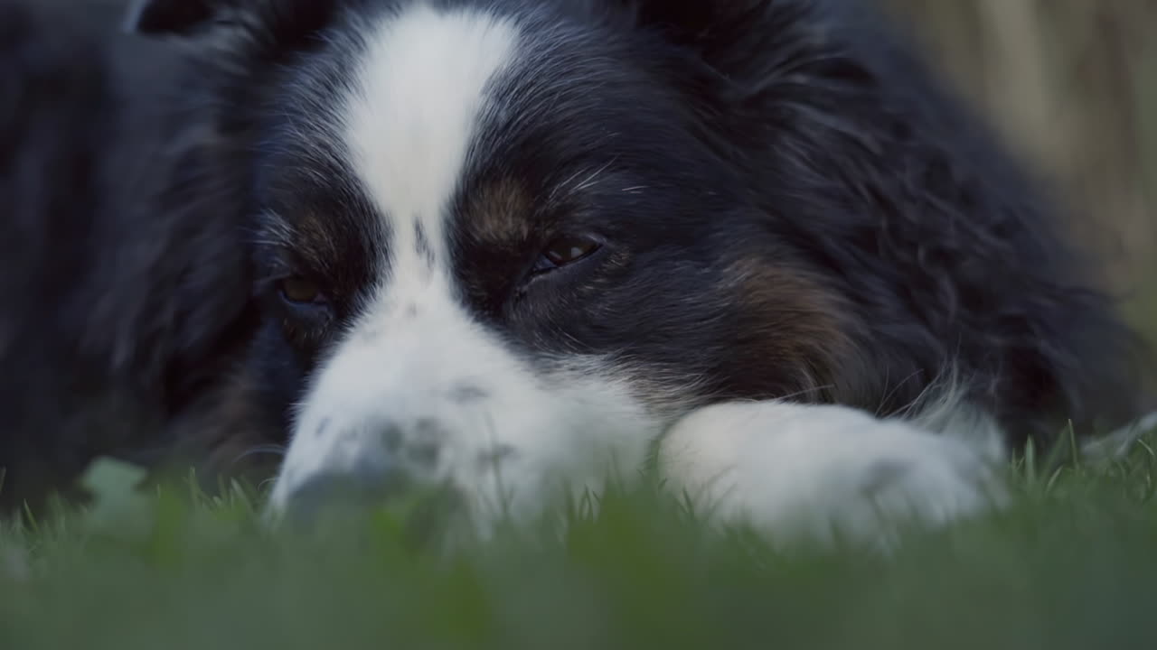 primer plano medio de un lindo pastor australiano somnoliento en el jardín