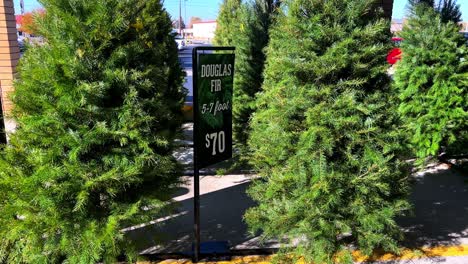 árboles de navidad recién cortados para la venta con el letrero douglas abeto 5-7 pies por $ 70 lentamente balanceándose en la brisa con coches conduciendo en el fondo - en 4k 30fps ralentizado a mitad de velocidad