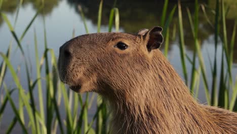 close up of a capybara's head and shoulders, illuminated by soft morning light, near a tranquil body of water with tall grass in the foreground