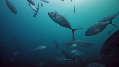 Great-White-Shark-Carcharodon-carcharias-Neptune-Islands-South-Australia-4k-slow-motion-50fps