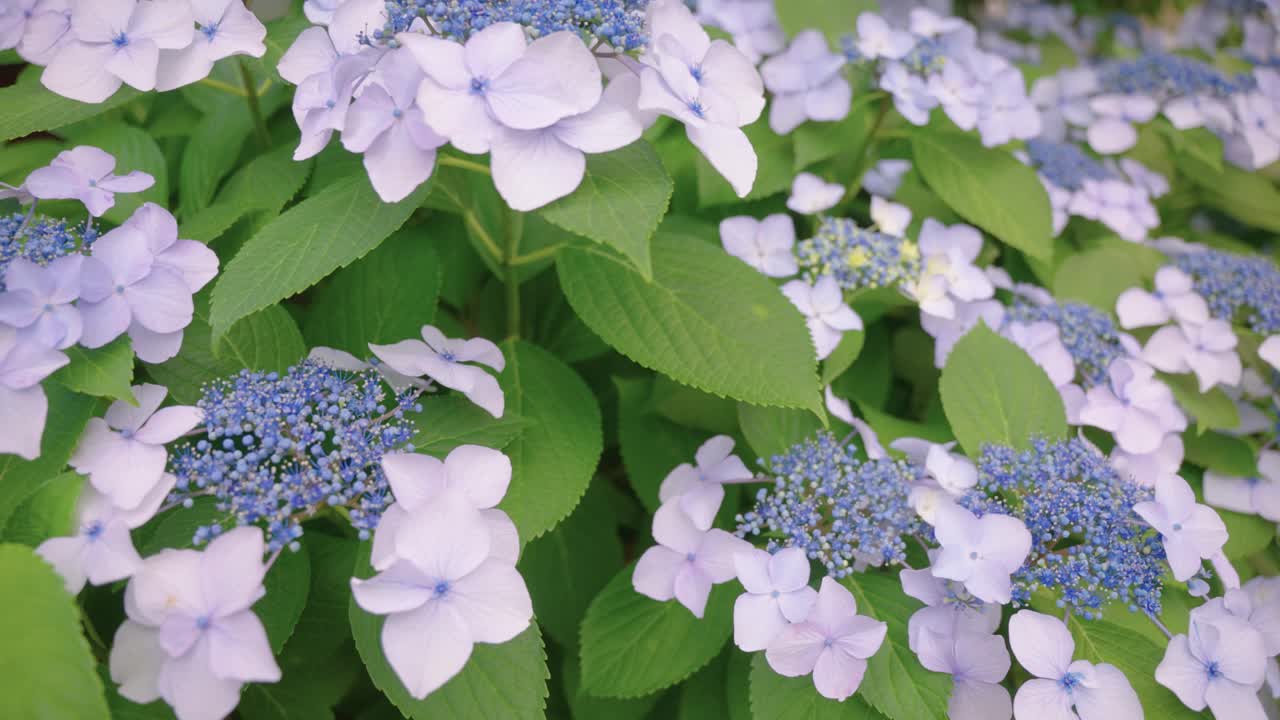 Rainy Season in Japan, Ajisai (Japanese Hydrangea) in Bloom, Close up Shot