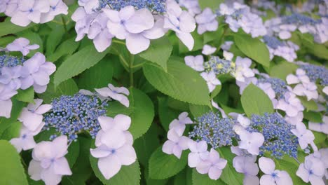 rainy season in japan, ajisai (japanese hydrangea) in bloom, close up shot