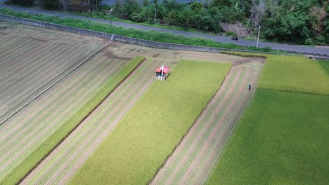 aerial drone footage cultivated rice paddy field, farmer harvesting the crops with rice harvest tractor at doliu yunlin taiwan