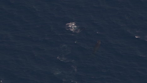 Pod-of-Whales-on-Reunion,-France-Coast-Breaching,-Aerial-Drone-View