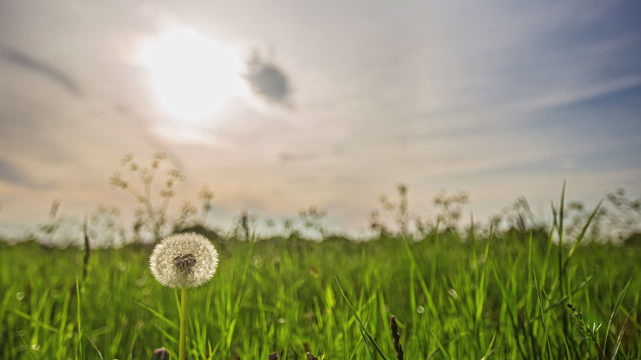 전경에 있는 민들레 퍼프볼과 백그라운드에서 초점이 맞지 않는 일몰 시간 경과