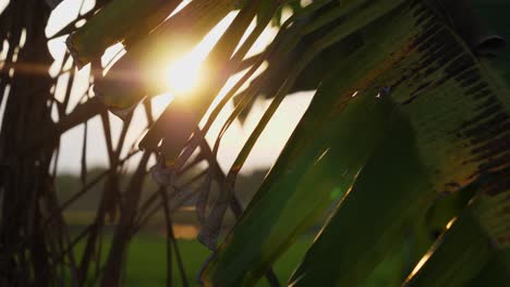 Steady shot, palm tree leaves waving, bright sun rays in the background
